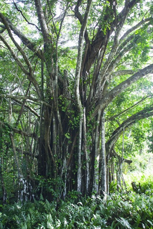 生い茂る樹木 原始林