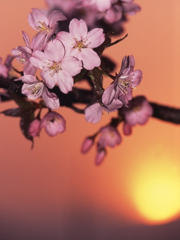 サクラの花 夕日 夕焼け