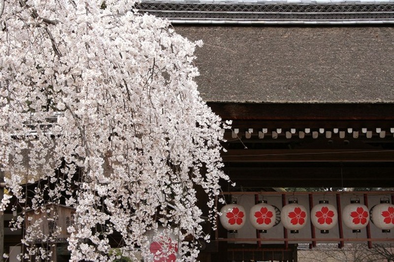 平野神社の桜 サクラ