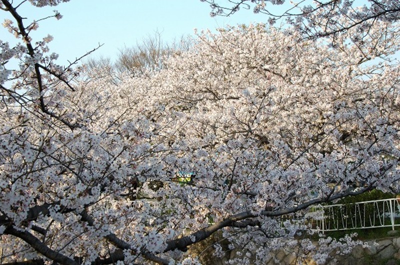 満開のサクラ 桜の木