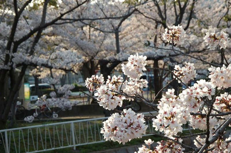 サクラ 桜の木 枝