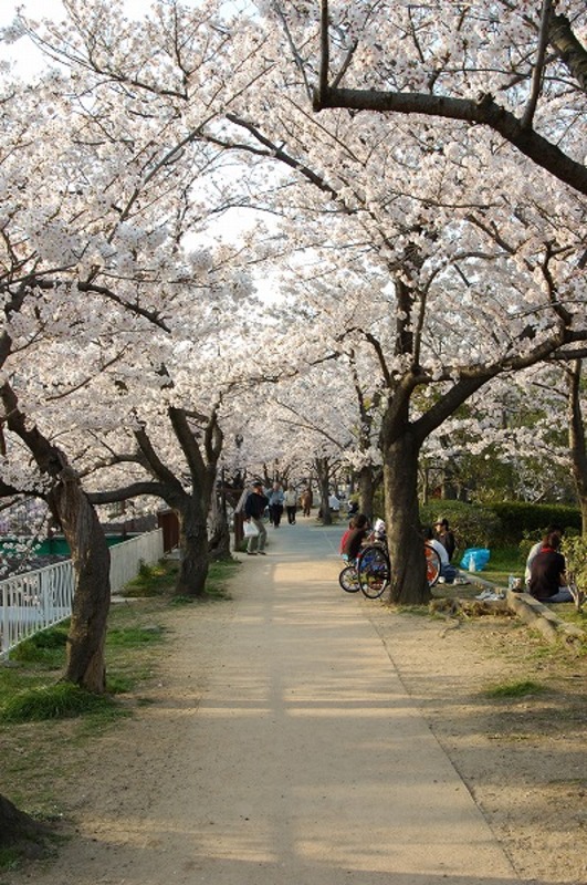 満開の桜並木 サクラの木