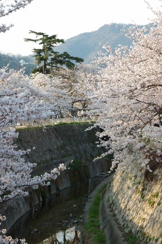 川沿いの 桜の木