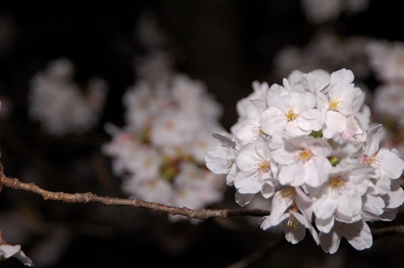 サクラ 桜の花 夜桜