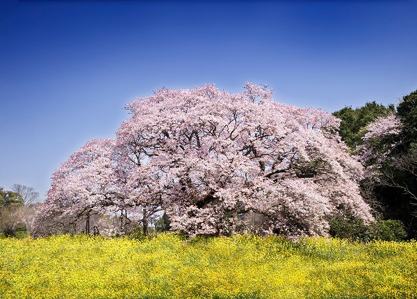 サクラ 桜の木 菜の花