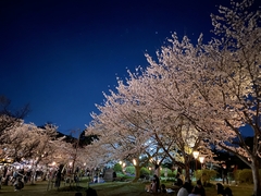 公園さくら祭り